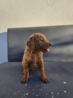 Lucy, a female Goldendoodle for sale in Rancho Cordova, CA – 6 of 6