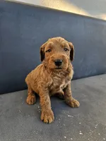 Milo, a male Goldendoodle for sale in Rancho Cordova, CA – 2 of 9