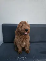 Milo, a male Goldendoodle for sale in Rancho Cordova, CA – 8 of 10