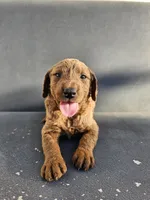 Milie, a female Goldendoodle for sale in Rancho Cordova, CA – 3 of 7