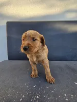 Buddy, a male Goldendoodle for sale in Rancho Cordova, CA – 3 of 9