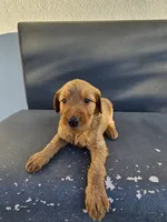 Lala, a female Goldendoodle for sale in Rancho Cordova, CA – 6 of 8