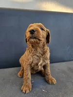 Milo, a male Goldendoodle for sale in Rancho Cordova, CA – 3 of 9