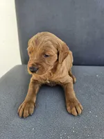 Buddy 4, a male Goldendoodle for sale in Rancho Cordova, CA – Photo 4 of 4