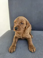 Buddy 4, a male Goldendoodle for sale in Rancho Cordova, CA – Photo 3 of 4