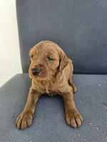 Buddy 4, a male Goldendoodle for sale in Rancho Cordova, CA – Photo 2 of 4