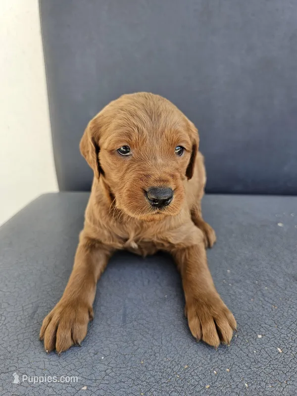 Buddy 4 – Goldendoodle puppy for sale in Rancho Cordova, CA