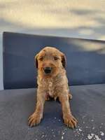 Buddy, a male Goldendoodle for sale in Rancho Cordova, CA – 5 of 9