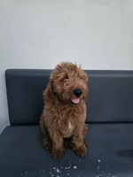 Milo, a male Goldendoodle for sale in Rancho Cordova, CA – 5 of 10