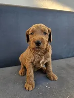Milo, a male Goldendoodle for sale in Rancho Cordova, CA – 7 of 9