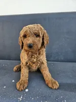 Milo, a male Goldendoodle for sale in Rancho Cordova, CA – 2 of 3