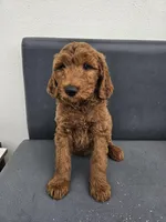 Milo, a male Goldendoodle for sale in Rancho Cordova, CA – Photo 6 of 6