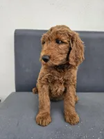 Milo, a male Goldendoodle for sale in Rancho Cordova, CA – Photo 4 of 6