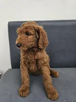 Milo, a male Goldendoodle for sale in Rancho Cordova, CA – Photo 5 of 6