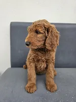 Milo, a male Goldendoodle for sale in Rancho Cordova, CA – Photo 3 of 6