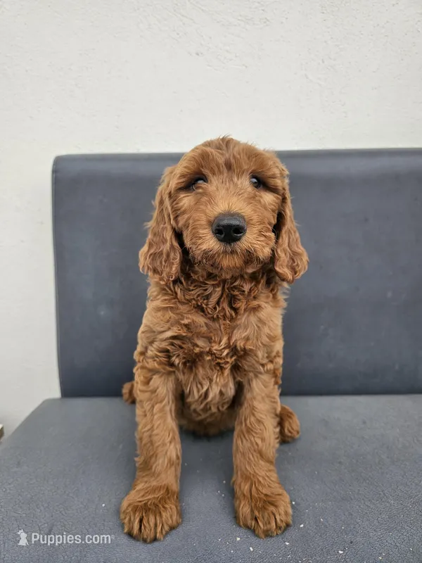 Milo, a male Goldendoodle for sale in Rancho Cordova, CA – Photo 1 of 6