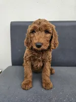 Milo, a male Goldendoodle for sale in Rancho Cordova, CA – Photo 2 of 6