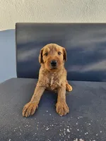Lala, a female Goldendoodle for sale in Rancho Cordova, CA – 2 of 8