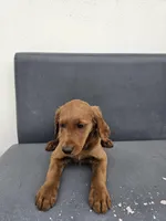 Buddy, a male Goldendoodle for sale in Rancho Cordova, CA – Photo 5 of 6