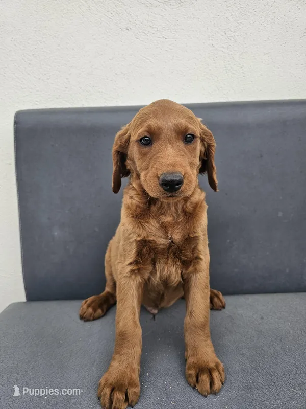 Buddy – Goldendoodle puppy for sale in Rancho Cordova, CA