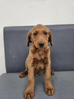 Buddy, a male Goldendoodle for sale in Rancho Cordova, CA – Photo 1 of 6