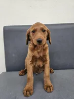 Buddy, a male Goldendoodle for sale in Rancho Cordova, CA – Photo 3 of 6