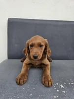 Buddy, a male Goldendoodle for sale in Rancho Cordova, CA – Photo 6 of 6