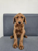 Buddy, a male Goldendoodle for sale in Rancho Cordova, CA – Photo 2 of 6