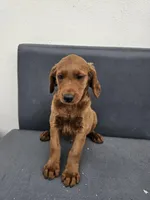 Buddy, a male Goldendoodle for sale in Rancho Cordova, CA – Photo 4 of 6