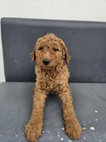 Milie, a female Goldendoodle for sale in Rancho Cordova, CA – Photo 5 of 6