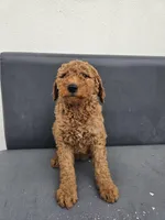 Milie, a female Goldendoodle for sale in Rancho Cordova, CA – Photo 6 of 6