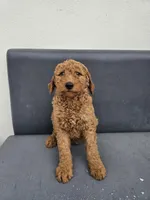 Milie, a female Goldendoodle for sale in Rancho Cordova, CA – Photo 4 of 6