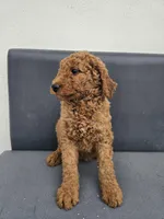 Milie, a female Goldendoodle for sale in Rancho Cordova, CA – Photo 3 of 6