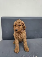 Milie, a female Goldendoodle for sale in Rancho Cordova, CA – Photo 2 of 6