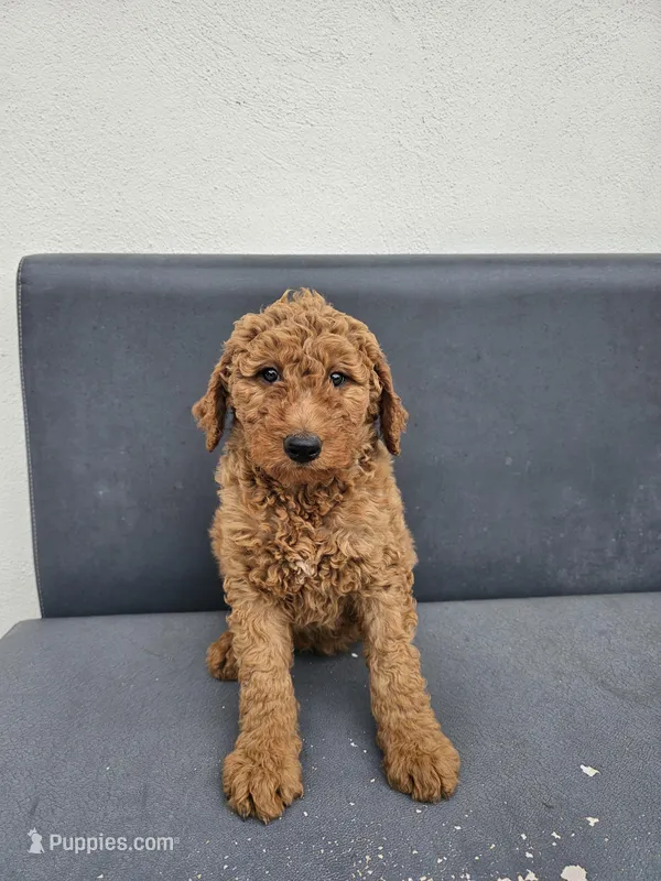 Milie – Goldendoodle puppy for sale in Rancho Cordova, CA