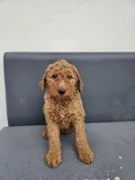 Milie, a female Goldendoodle for sale in Rancho Cordova, CA – Photo 1 of 6