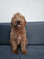 Milo, a male Goldendoodle for sale in Rancho Cordova, CA – 2 of 10
