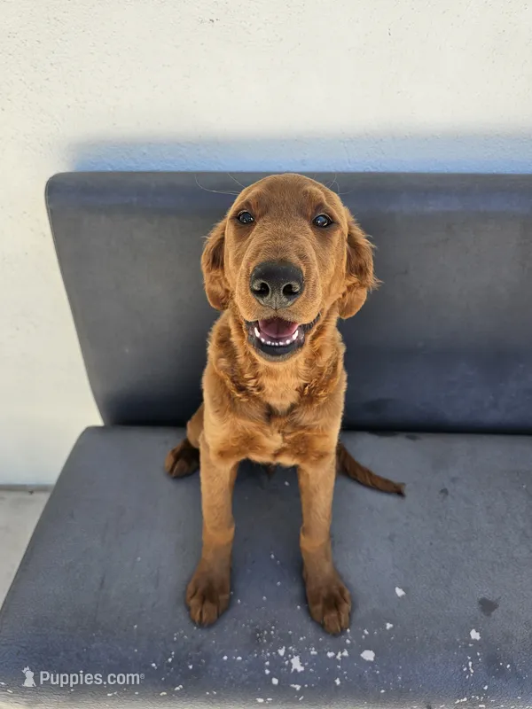 Buddy – Goldendoodle puppy for sale in Rancho Cordova, CA