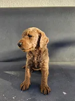 Milie, a female Goldendoodle for sale in Rancho Cordova, CA – 5 of 7