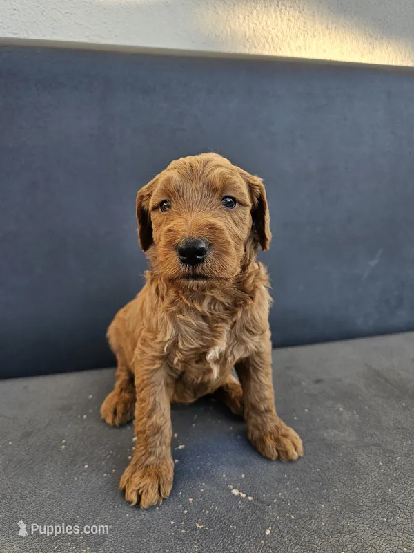 Milo – Goldendoodle puppy for sale in Rancho Cordova, CA