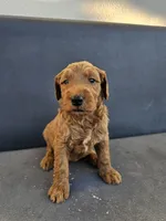 Milo, a male Goldendoodle for sale in Rancho Cordova, CA – 1 of 9
