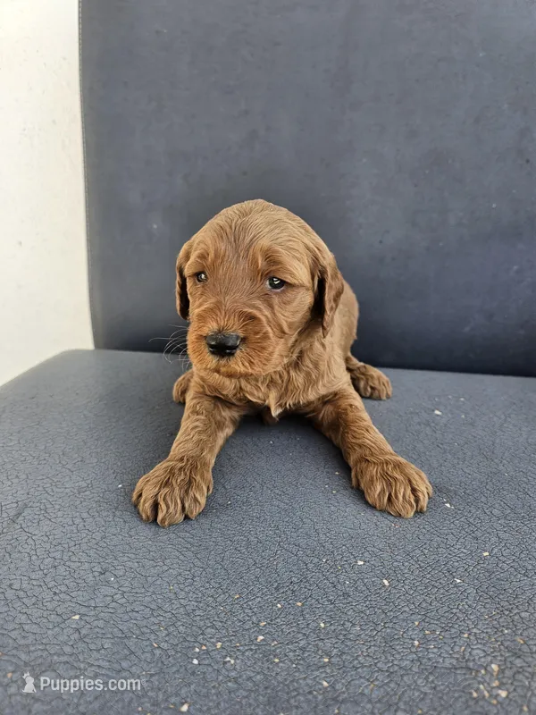 Buddy 1 – Goldendoodle puppy for sale in Rancho Cordova, CA