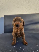 Lucy, a female Goldendoodle for sale in Rancho Cordova, CA – 2 of 6