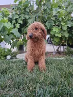 Lcuy, a female Goldendoodle for sale in Rancho Cordova, CA – 3 of 4