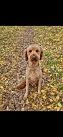 Milo , a male Goldendoodle for sale in Rancho Cordova, CA – 2 of 3