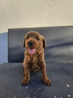 Lucy, a female Goldendoodle for sale in Rancho Cordova, CA – 4 of 6