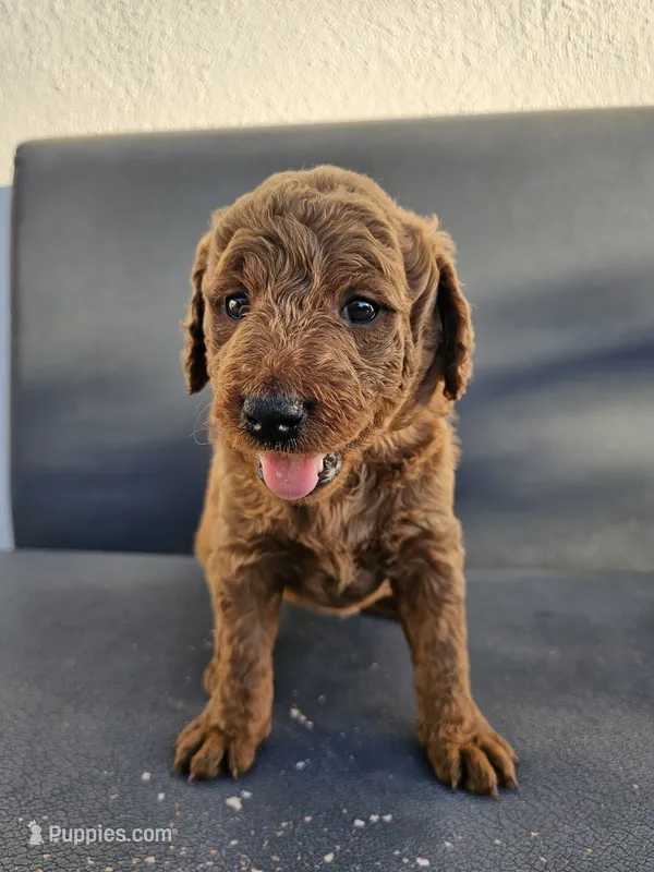 Lucy – Goldendoodle puppy for sale in Rancho Cordova, CA