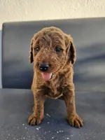 Lucy, a female Goldendoodle for sale in Rancho Cordova, CA – 1 of 6