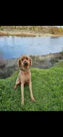 Milo , a male Goldendoodle for sale in Rancho Cordova, CA – 3 of 3