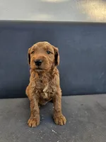 Milo, a male Goldendoodle for sale in Rancho Cordova, CA – 8 of 9